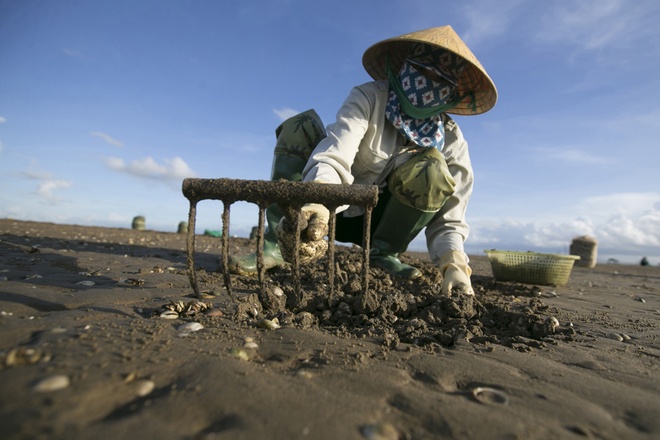 Công cụ cào ngao